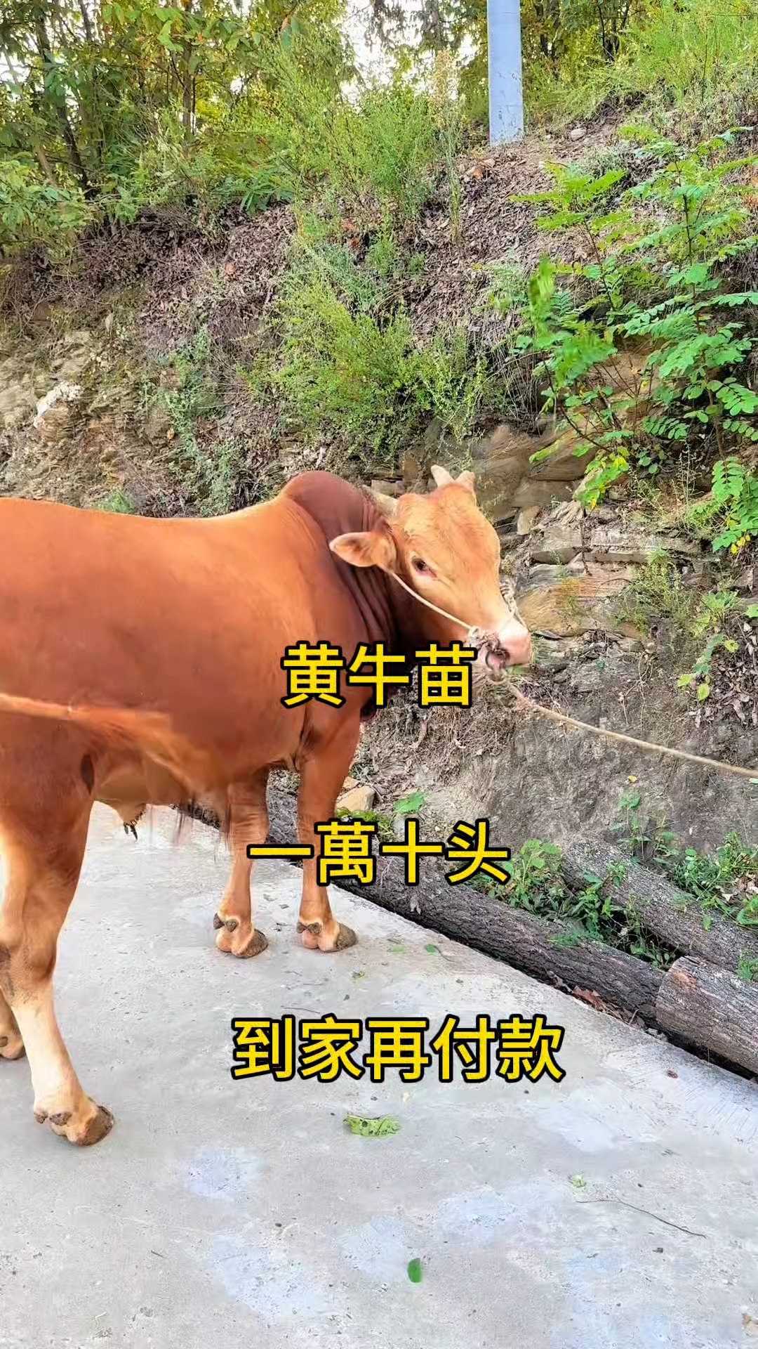 余姚最新黄牛代办方法分析(最方便真实的余姚黄牛代办网约车证方法)