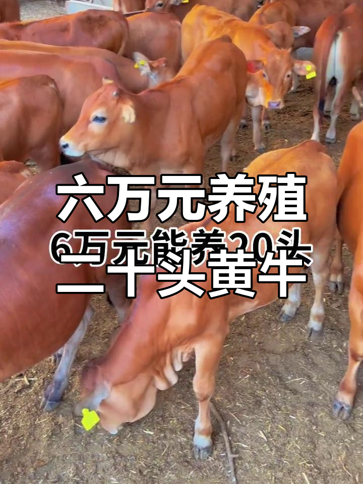 余姚最新线上套医保的黄牛是真的吗方法分析(最方便真实的余姚线上套医保的黄牛是真的吗能报销吗方法)